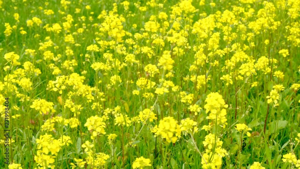 Rapeseed flowers in a field of wildflowers gently shaking in the wind during a beautiful springtime day. Rapeseed flowers in a field of wildflowers gently shaking in the wind during a beautiful springtime day.