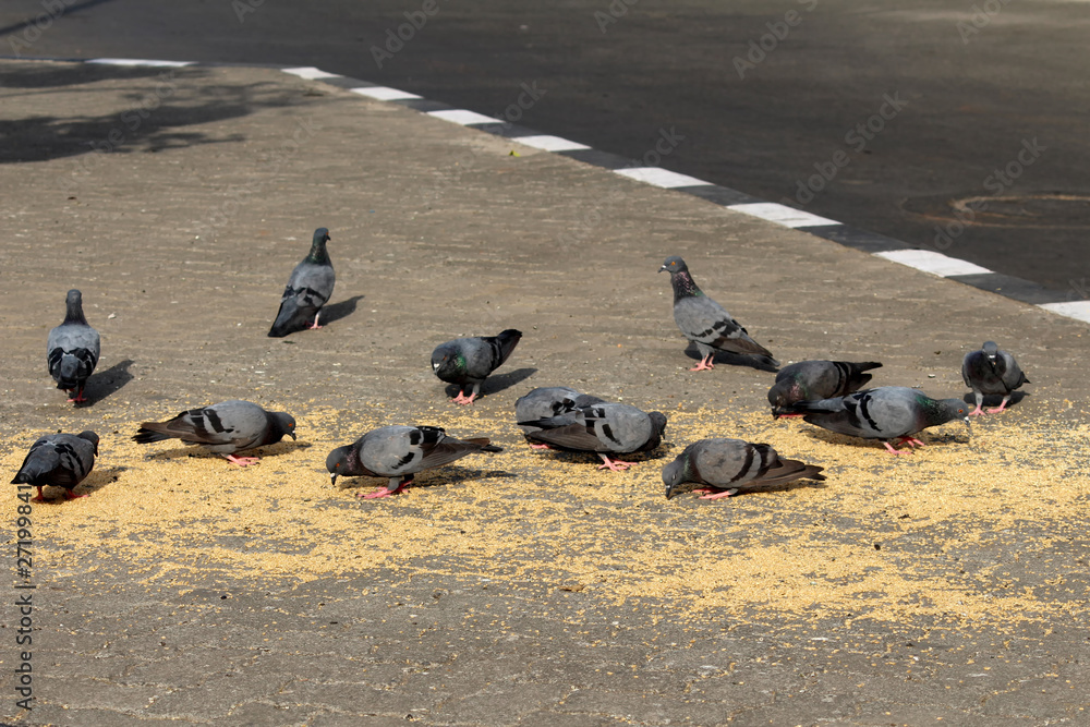 Fototapeta premium Pigeons birds eating the grains