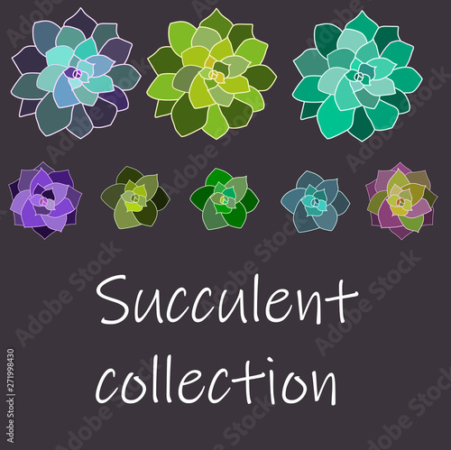 Vector succulent set, collection. Succulents with white contours.