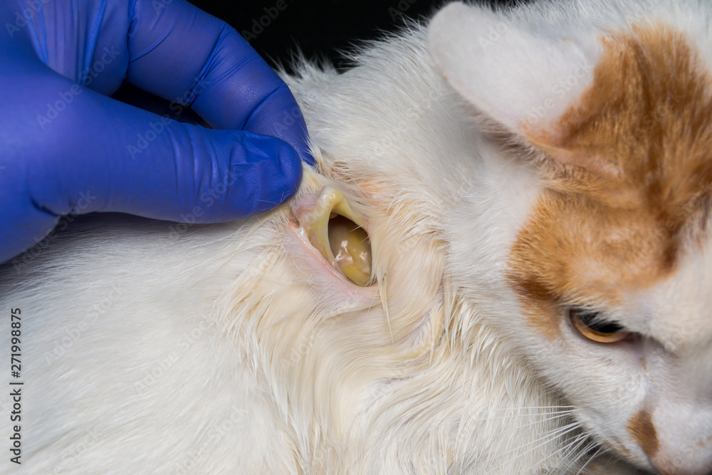 Large Wound On The Skin Of A Cat After Antibiotic Treatment large-wound-on-the-skin-of-a-cat-after-antibiotic-treatment