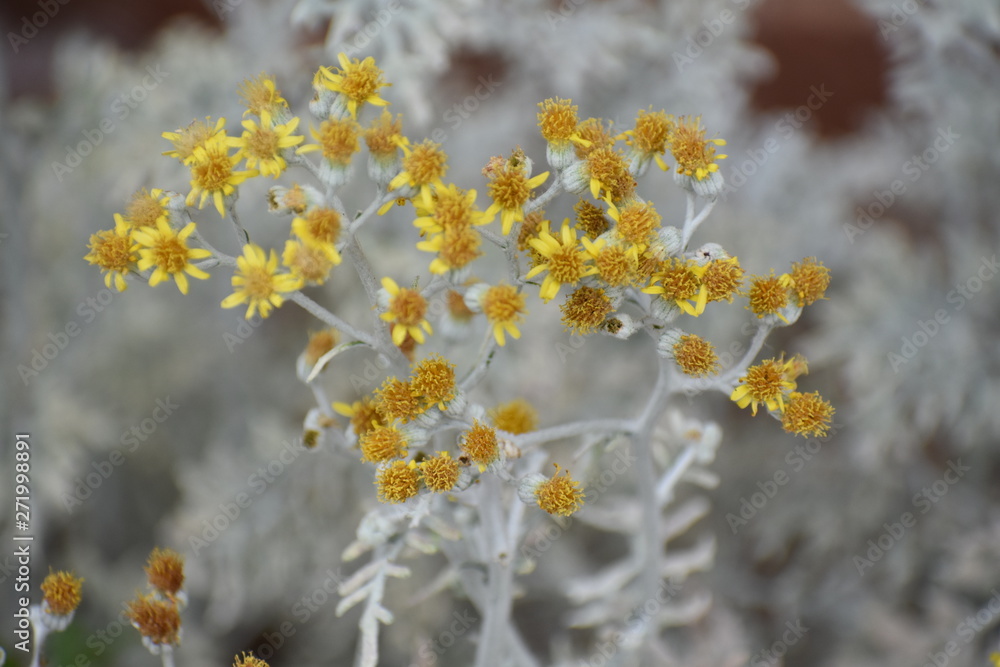 Small Yellow Fowers on Bush Small Yellow Fowers on Bush