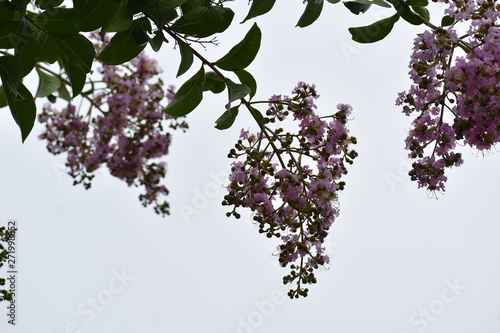 Hanging Flowers Drooping