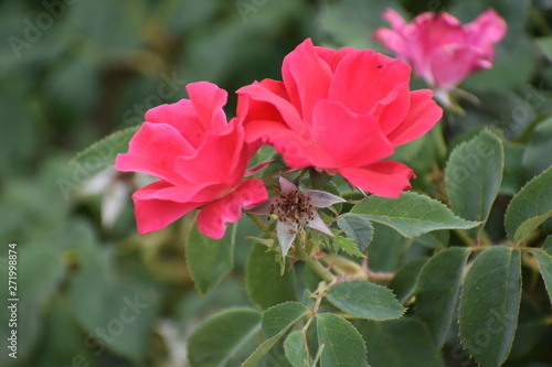 Pink Flowers on Bush