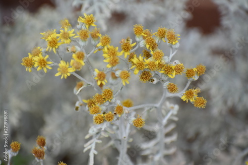Small Yellow Fowers on Bush