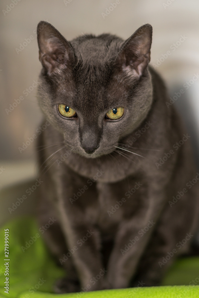 Russian blue cat breed with iris pigmentation