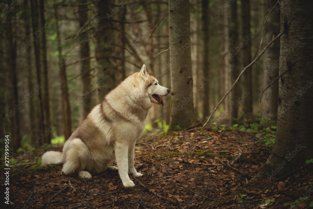 Free and beautiful dog breed siberian husky sitting in the green mysterious forest. Free and beautiful dog breed siberian husky sitting in the green mysterious forest.