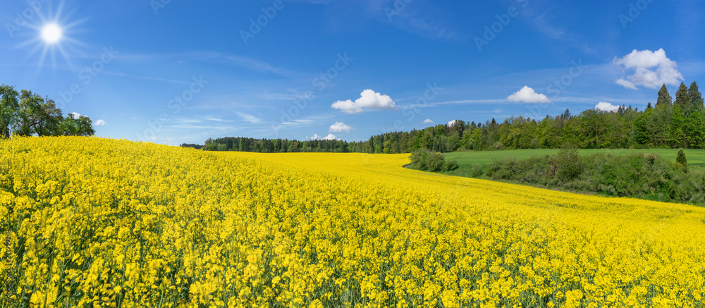Geschwungenes, hügeliges, blühendes Rapsfeld in malerischer Landschaft am Waldrand im Sonnenschein