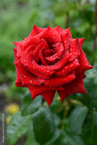 Vibrant red rose with raindrops in the garden