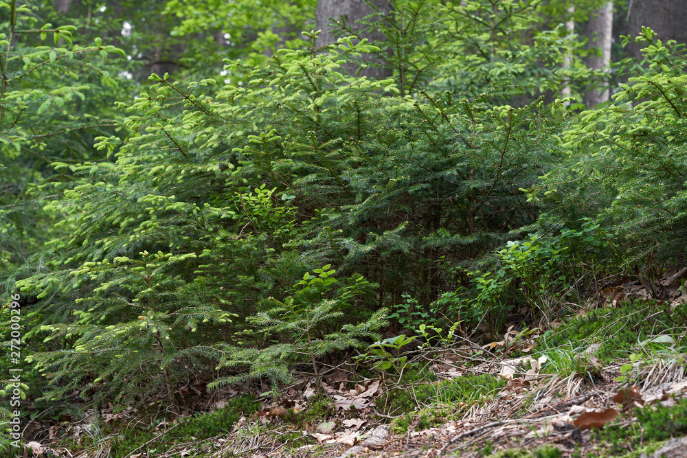 Conifer forest with young spruce trees in the foreground. Old spruce trunks in the background. Leaves, grass, bilberry and moss on the ground. Green needles on trees. Conifer forest with young spruce trees in the foreground. Old spruce trunks in the background. Leaves, grass, bilberry and moss on the ground. Green needles on trees.