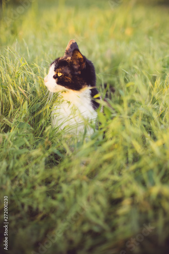 Tricolor cat sitting in the high green grass at sunset