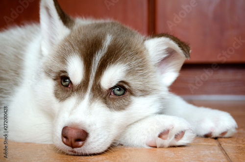 husky puppy on a background © Daria Solovei