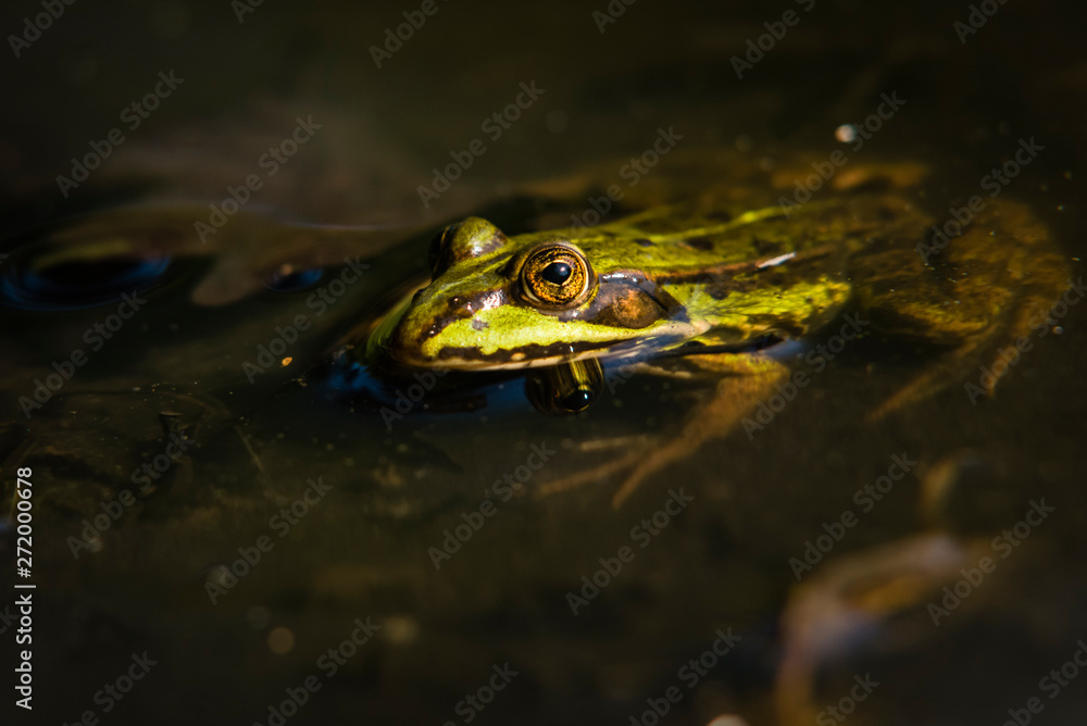 Frog sitting in the Sun, Green Frog in Water, Rana Esculanta, Green Frog, Pond Frog Frog sitting in the Sun, Green Frog in Water, Rana Esculanta, Green Frog, Pond Frog