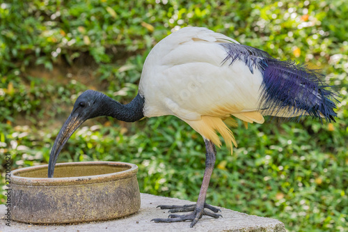 Photography Bird park Taman Burung in Kuala Lumpur