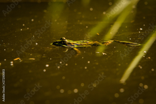 Frog sitting in the Sun, Green Frog in Water, Rana Esculanta, Green Frog, Pond Frog