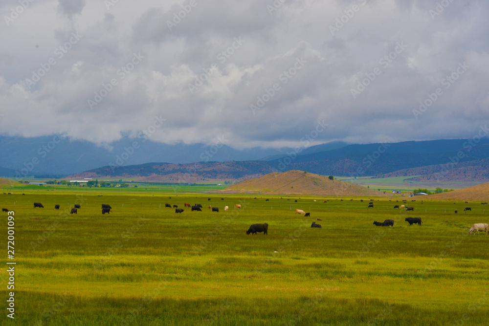 Cow Field
