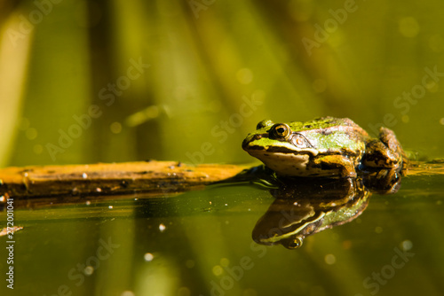 Frog sitting in the Sun   Green Frog in Water  Rana Esculanta  Green Frog  Pond Frog