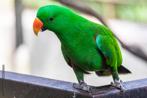 Photography Bird park Taman Burung in Kuala Lumpur