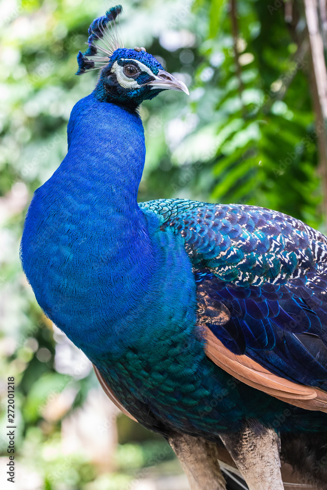 Obraz premium Bird park Taman Burung in Kuala Lumpur