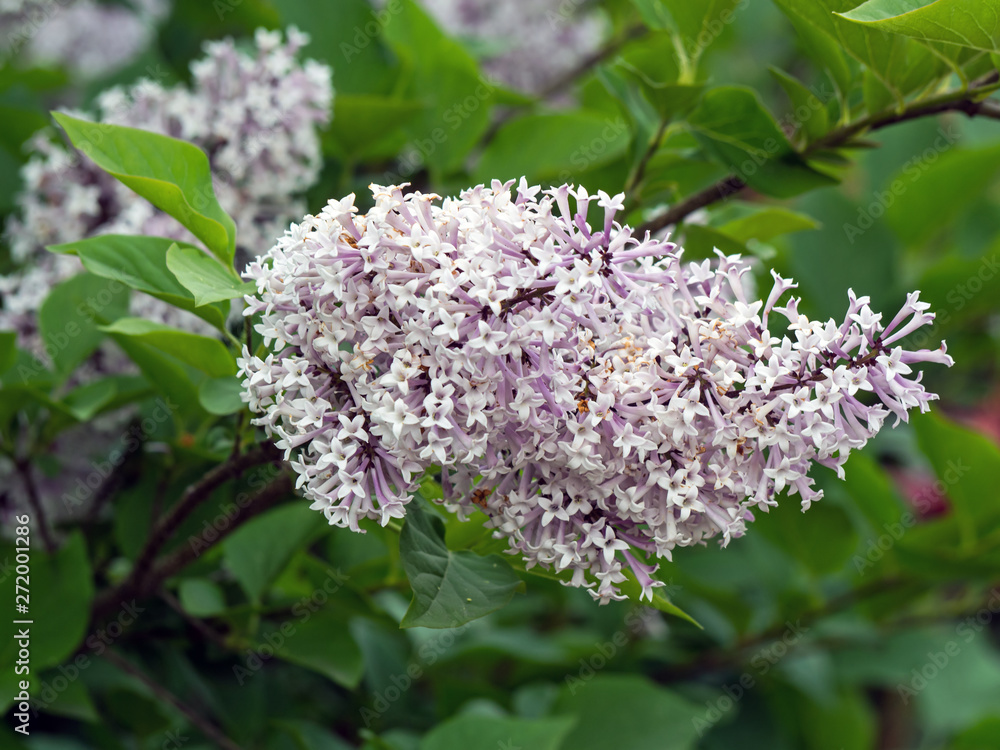 Fototapeta premium Blossoming of black sambucus (Sambucus nigra) on dark green background of garden