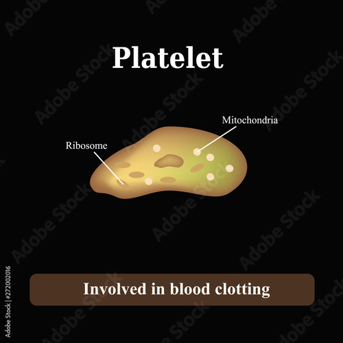 The structure of the platelet. Vector illustration