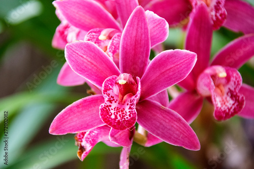  Magenta orchid in tropical garden of Guatemala  central america  chlorophyll  oxygen and natural ornament