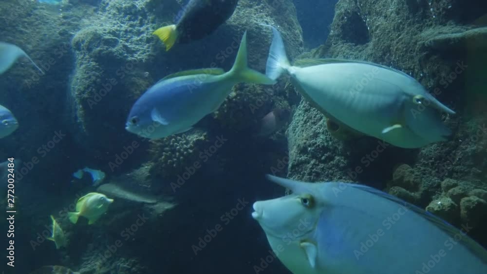 An underwater shot of tropical fish. An underwater shot of tropical fish.