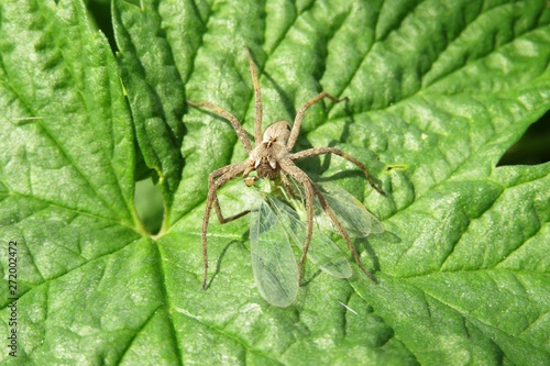 Nursery spider (pisaura mirabilis) with prey on green leaf in the garden, closeup