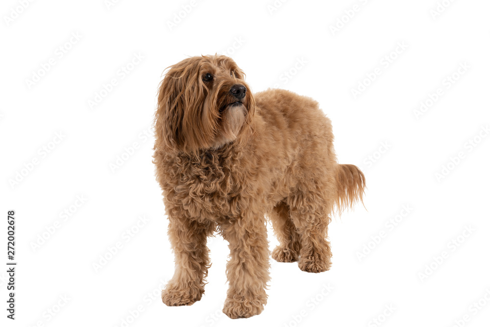 Golden Labradoodle looking up standing isolated on a white background