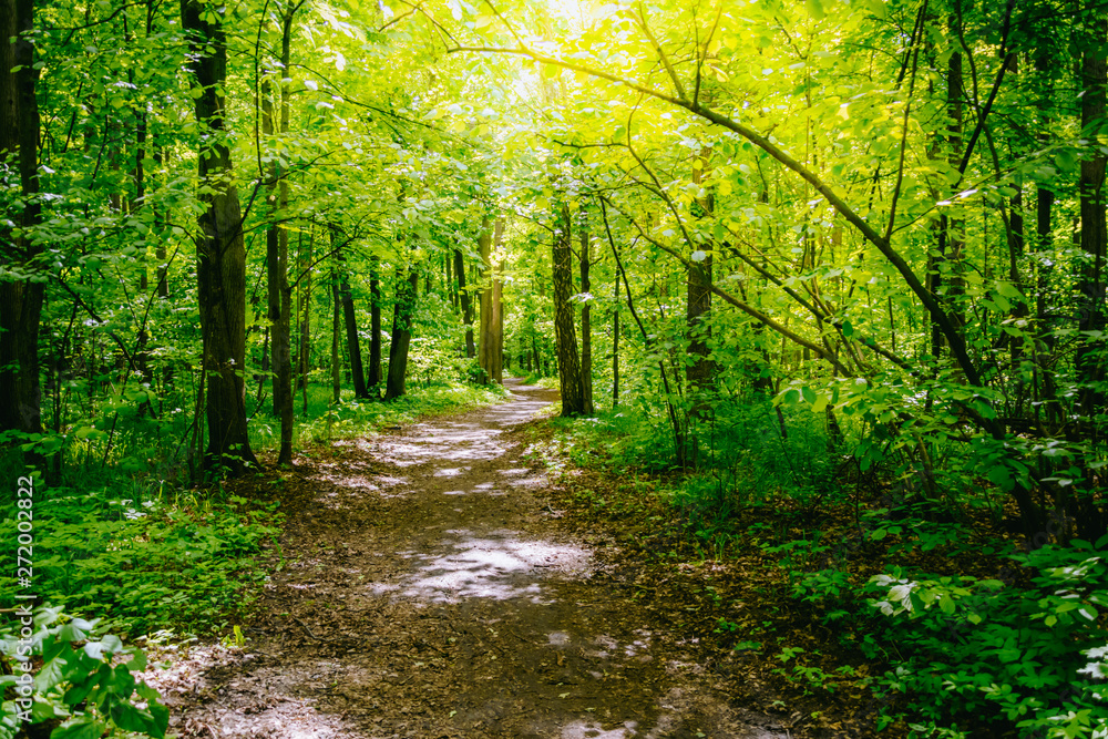 Fototapeta premium Path in the summer forest with green grass and trees