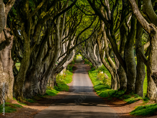 Photos Amazing Dark Hedges in Northern Ireland - travel photography