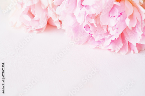 Fototapeta Naklejka Na Ścianę i Meble -  Blurred delicate petals of a pink peony. Unfocused abstract floral background