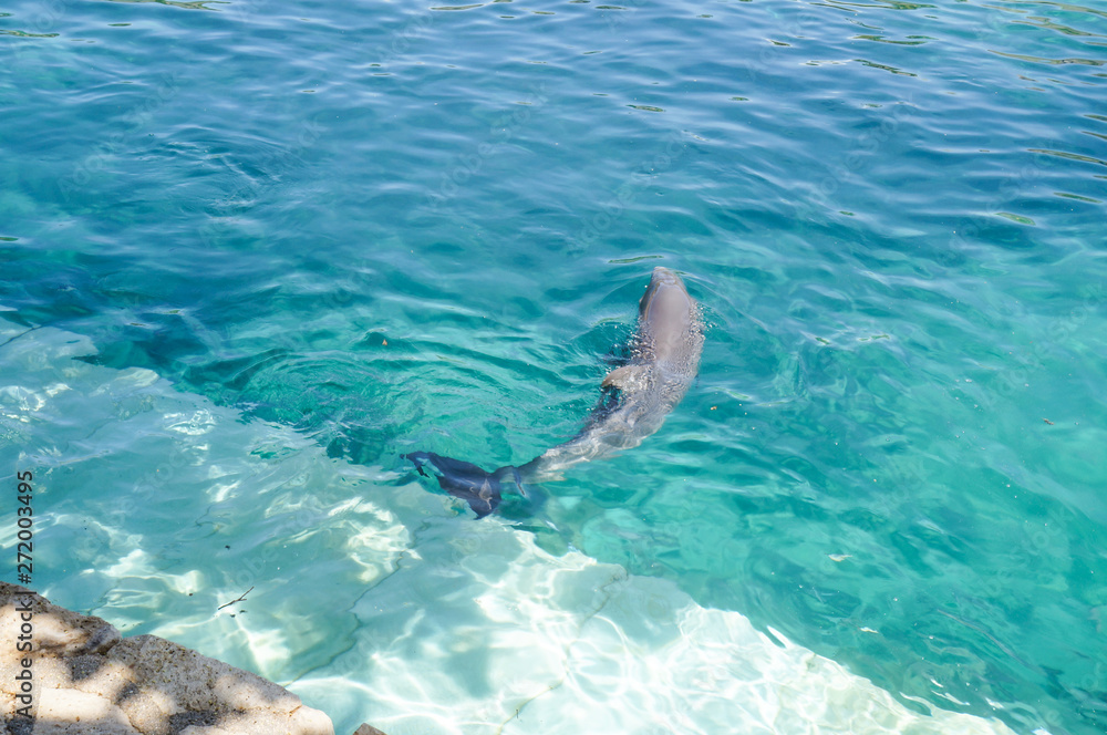 Fototapeta premium grey dolphin swiming in water