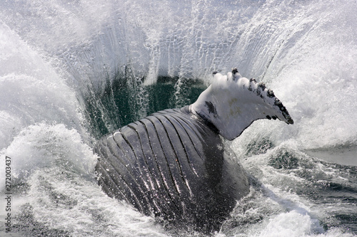 A close-up view of a humpback whale in Cape Cod, Massachusetts.