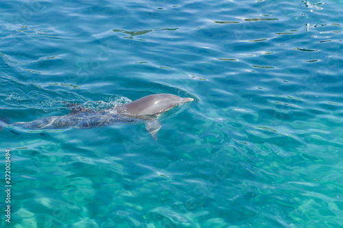 grey dolphin swiming in water