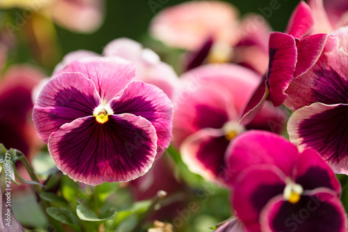 Beautiful Magenta and Purple Pansy