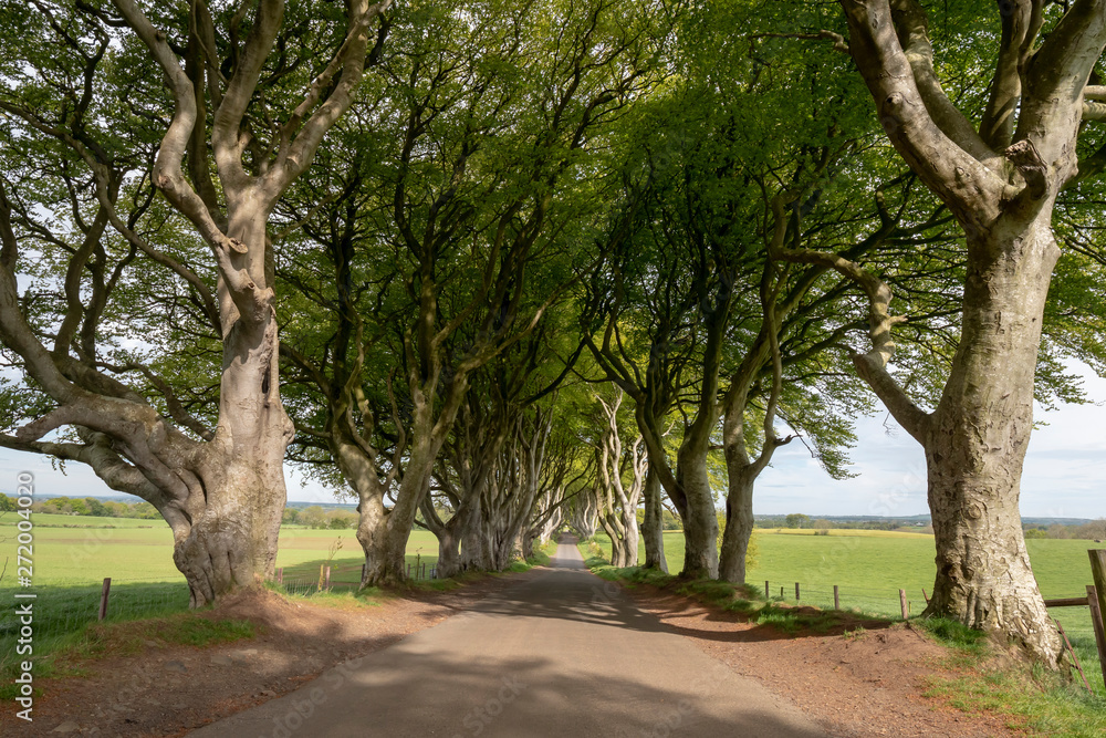 The Dark Hedges - a famous location in Northern Ireland - travel photography The Dark Hedges - a famous location in Northern Ireland - travel photography