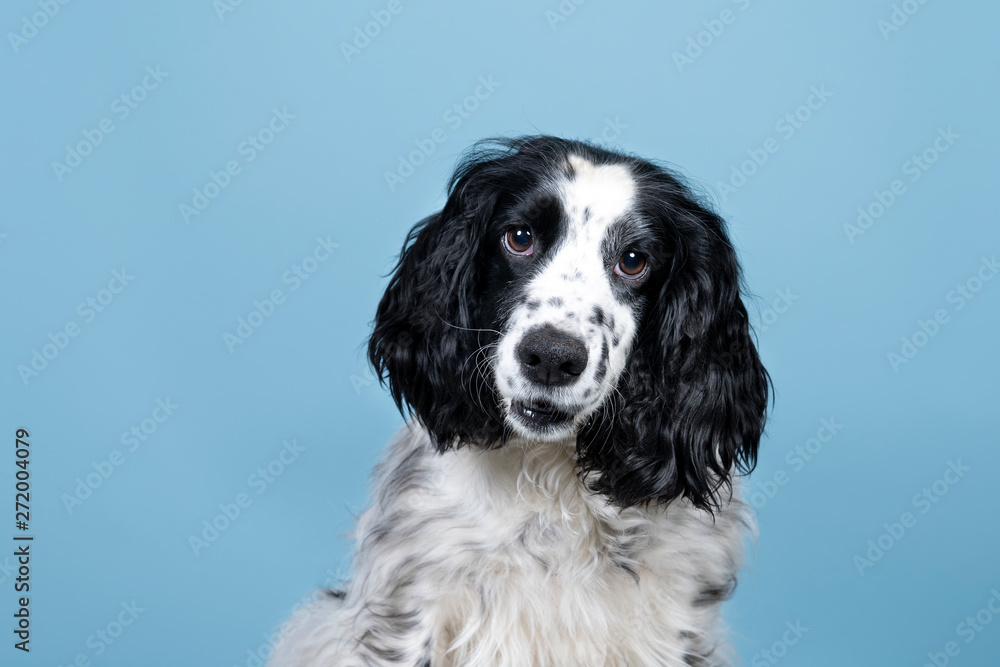 Portrait of an english cocker spaniel looking at the camera on a blue background