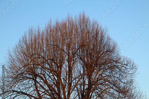tree in winter