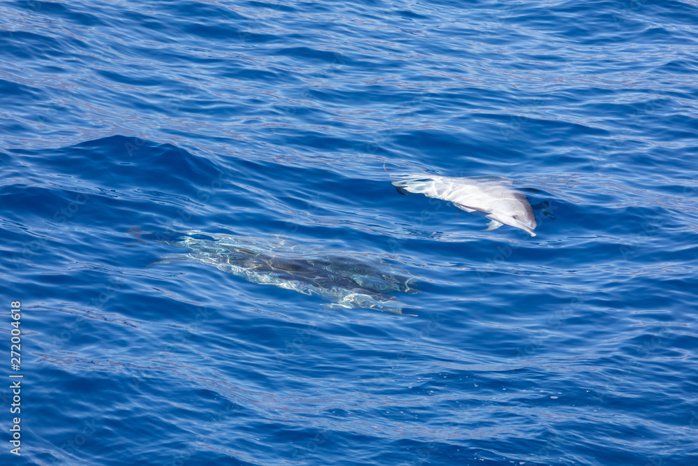 Family dolphins swimming in the blue ocean in Tenerife,Spain Family dolphins swimming in the blue ocean in Tenerife,Spain