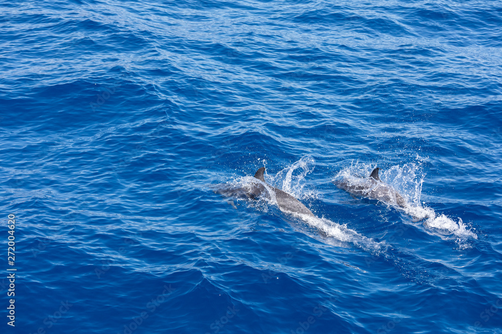 Obraz premium Family dolphins swimming in the blue ocean in Tenerife,Spain