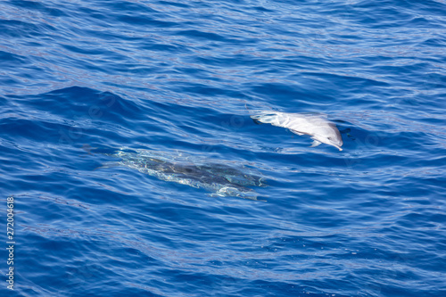 Family dolphins swimming in the blue ocean in Tenerife,Spain