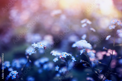 delicate little forget-me-not flowers of various shades of blue and pink got ...