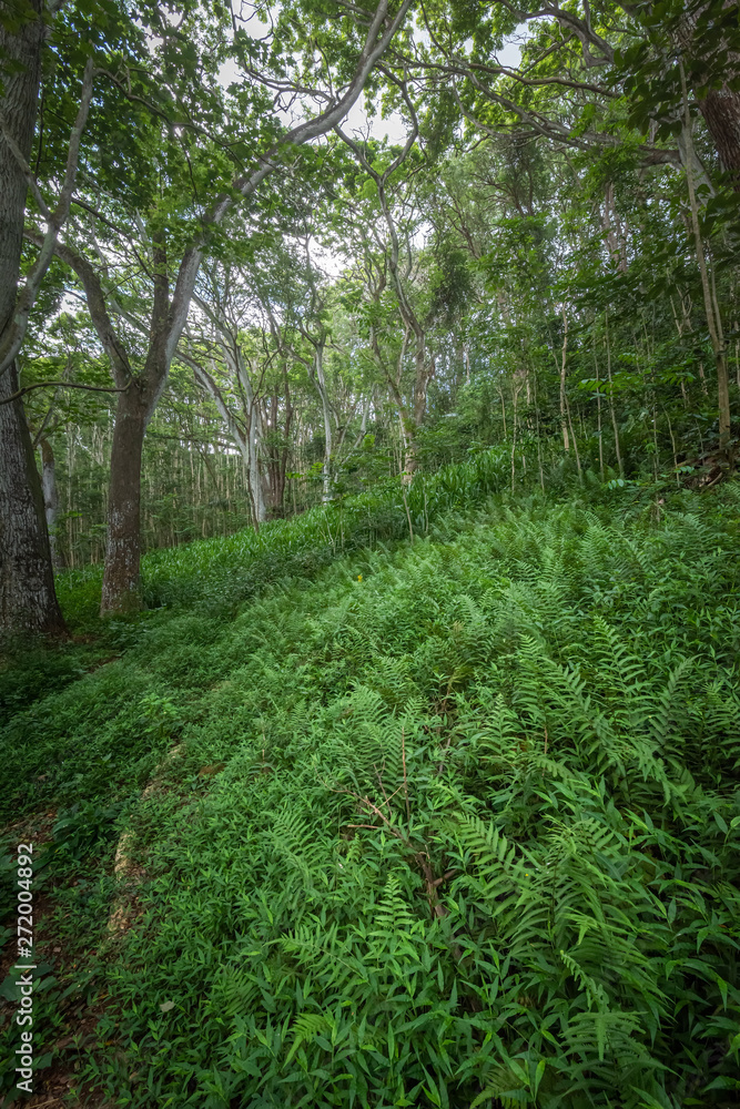 Fototapeta premium Bed of Ferns