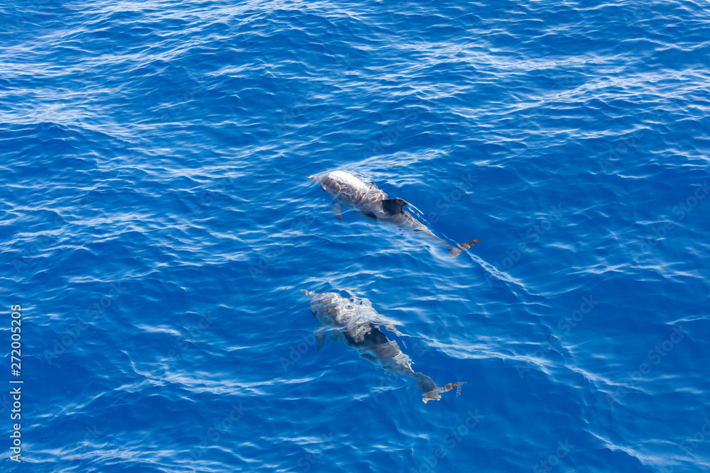 Fototapeta premium Family dolphins swimming in the blue ocean in Tenerife,Spain