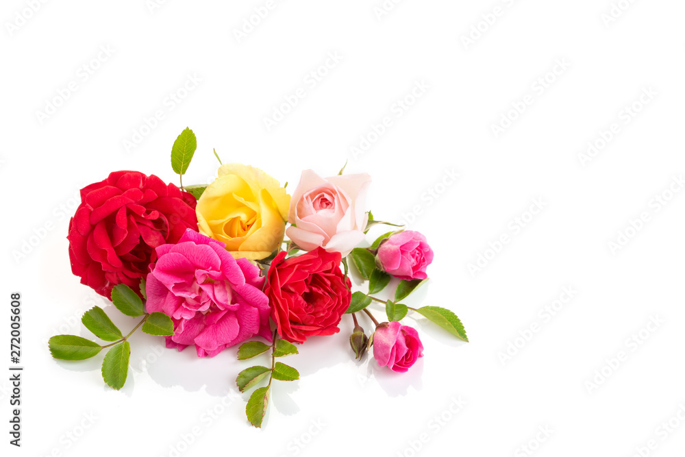 Roses isolated on white background Roses isolated on white background