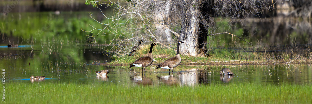 Canada Geese and Ducks in a marsh in spring, with reflections Canada Geese and Ducks in a marsh in spring, with reflections