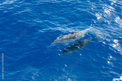 Family dolphins swimming in the blue ocean in Tenerife Spain