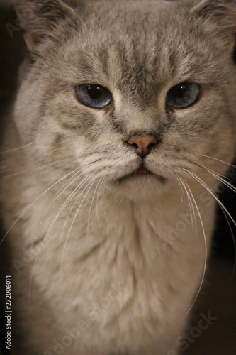 british shorthair cat