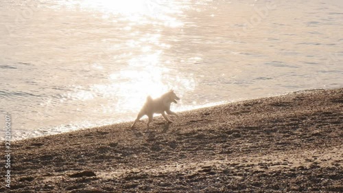 White shiba inu puppy runs down the sea coast and tryie to catch up a bird in the sky on sunrise slow motion