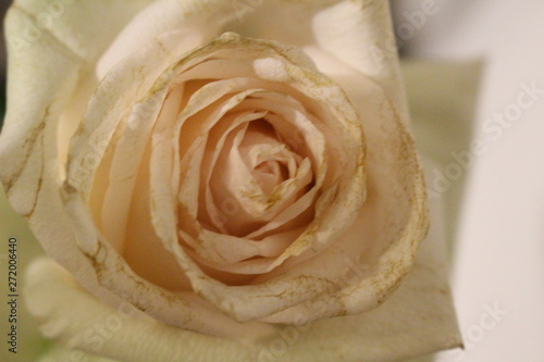 rose detail